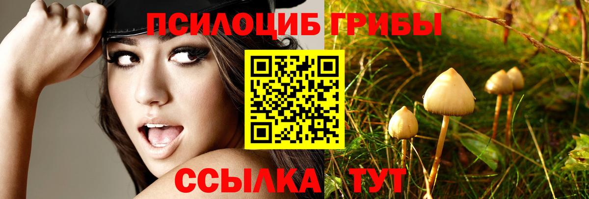 Галлюциногенные грибы Cubensis Осинники